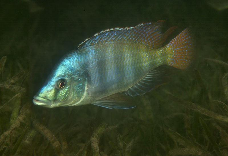 Placidochromis johnstoni 'Songwe Hill'